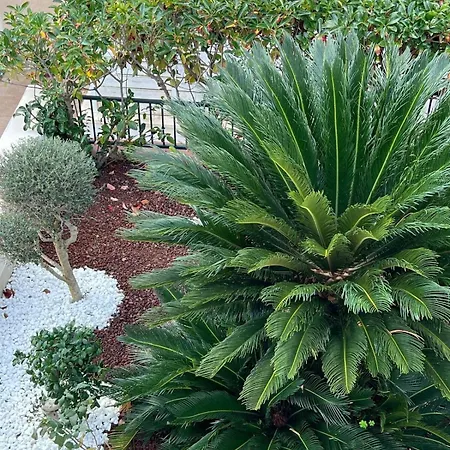 Aloe Di Calanica Villa *