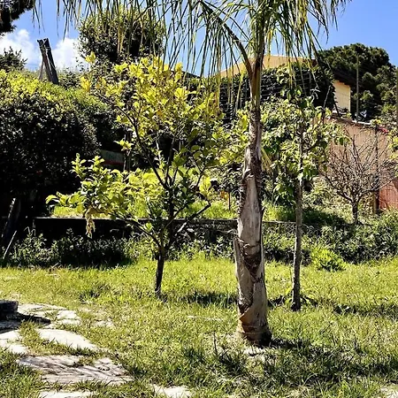 Aloe Di Calanica * Cefalù