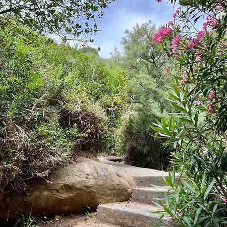 Aloe Di Calanica Willa